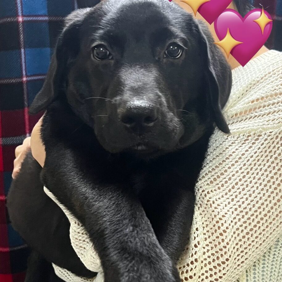 別所 久美子・友美子さんの趣味・特技の写真3